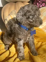 Presley, a male Goldendoodle for sale in Bloomfield, MO – Photo 6 of 10