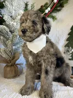 Presley, a male Goldendoodle for sale in Bloomfield, MO – Photo 2 of 10
