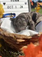 Presley, a male Goldendoodle for sale in Bloomfield, MO – Photo 10 of 10