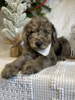Presley, a male Goldendoodle for sale in Bloomfield, MO – Photo 4 of 10