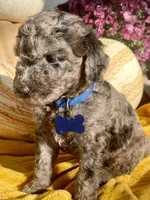 Presley, a male Goldendoodle for sale in Bloomfield, MO – Photo 7 of 10