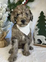 Presley, a male Goldendoodle for sale in Bloomfield, MO – Photo 1 of 10