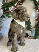 Presley, a male Goldendoodle for sale in Bloomfield, MO – Photo 3 of 10