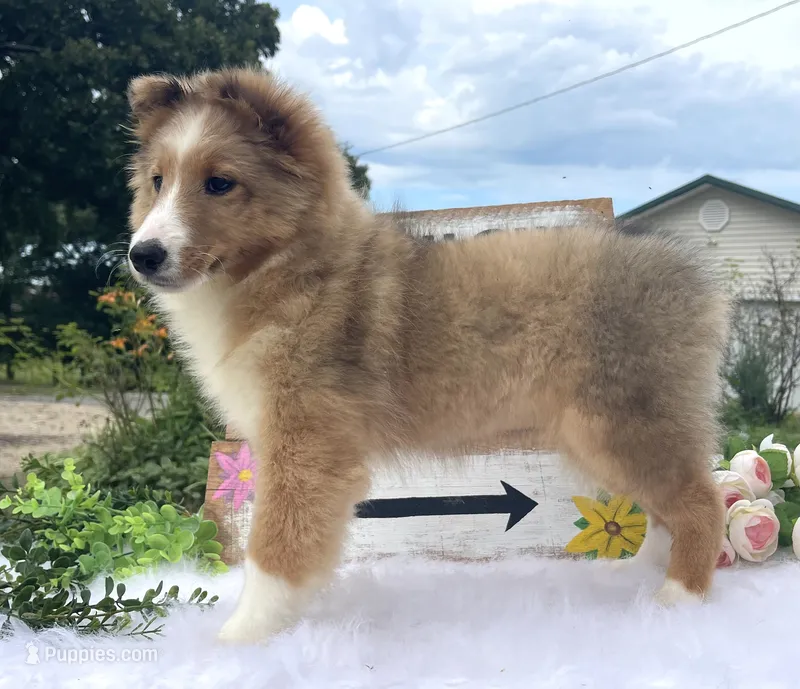 Mindy – Shetland Sheepdog puppy for sale in Bloomfield, MO
