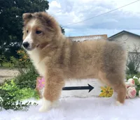 Mindy, a female Shetland Sheepdog for sale in Bloomfield, MO – 3 of 10