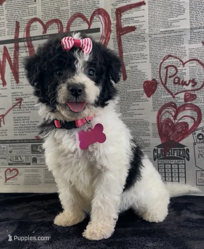 Ansley Video – Miniature Aussiedoodle puppy for sale in Bloomfield, MO