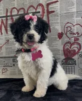 Ansley Video, a female Miniature Aussiedoodle for sale in Bloomfield, MO – 1 of 10