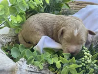 F1bb Mini Dexter, a male Goldendoodle and Miniature Goldendoodle for sale in Bloomfield, MO – 7 of 7