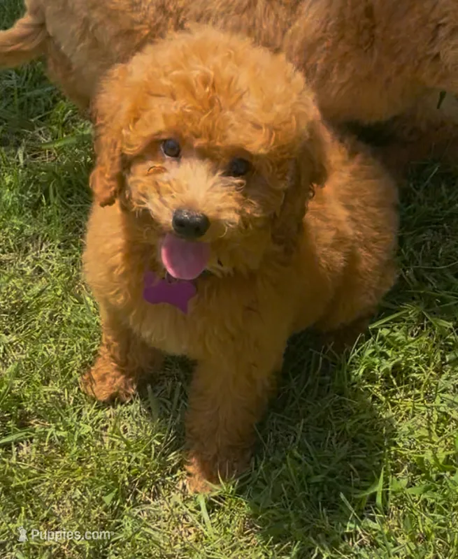 Ruby Red (mini) – Miniature Goldendoodle puppy for sale in Bloomfield, MO