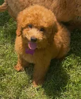 Ruby Red (mini), a female Miniature Goldendoodle for sale in Bloomfield, MO – 1 of 4