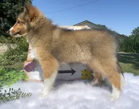 Ruby , a female Shetland Sheepdog for sale in Bloomfield, MO – 3 of 9