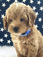 F1bb Mini Dexter, a male Goldendoodle and Miniature Goldendoodle for sale in Bloomfield, MO – 1 of 10