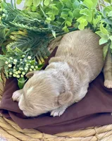 F1bb Mini Parker , a male Goldendoodle and Miniature Goldendoodle for sale in Bloomfield, MO – 5 of 7