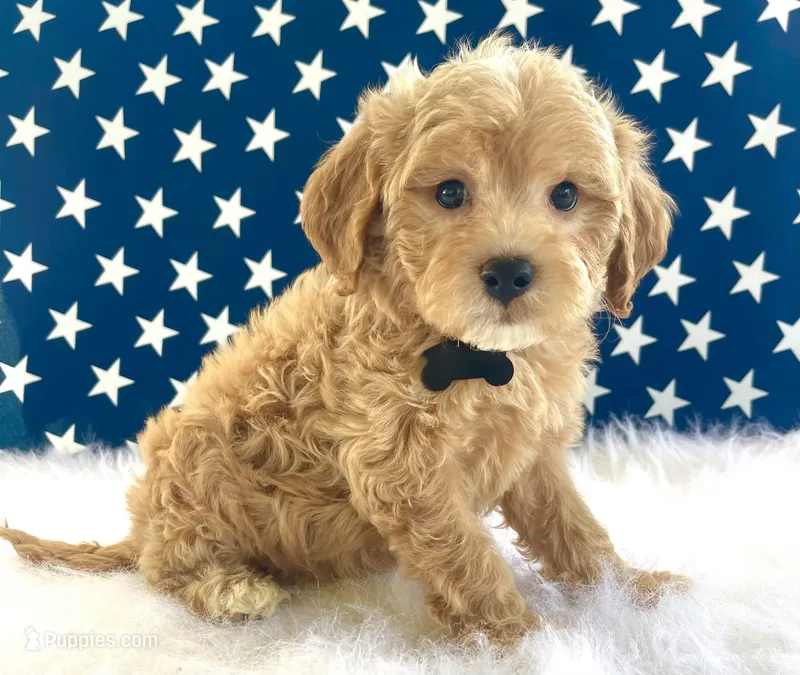 F1bb Mini Oliver  – Goldendoodle, Miniature Goldendoodle puppy for sale in Bloomfield, MO