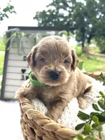 F1bb Mini Trey, a male Goldendoodle and Miniature Goldendoodle for sale in Bloomfield, MO – 5 of 9