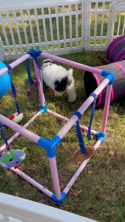 Jasper Videos, a male Miniature Aussiedoodle for sale in Bloomfield, MO – 4 of 10