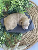 F1bb Mini Carter, a male Goldendoodle and Miniature Goldendoodle for sale in Bloomfield, MO – 5 of 8