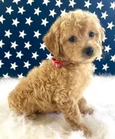 F1bb Mini Carter, a male Goldendoodle and Miniature Goldendoodle for sale in Bloomfield, MO – 2 of 10