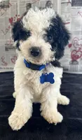 Jasper Video, a male Miniature Aussiedoodle for sale in Bloomfield, MO – 3 of 10