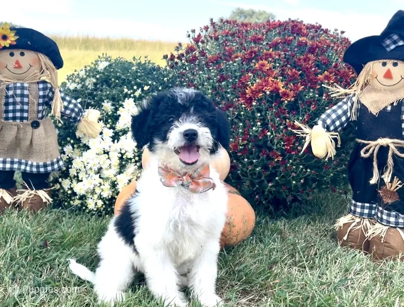 Tulsa (videos)  – Miniature Aussiedoodle puppy for sale in Bloomfield, MO