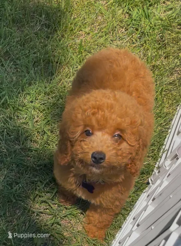 Ruby Red (mini) – Miniature Goldendoodle puppy for sale in Bloomfield, MO
