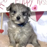 Mini Blue (video), a male Miniature Aussiedoodle for sale in Bloomfield, MO – Photo 5 of 7