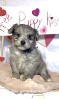 Mini Blue (video), a male Miniature Aussiedoodle for sale in Bloomfield, MO – Photo 5 of 7