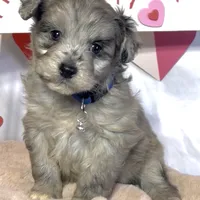Mini Blue (video), a male Miniature Aussiedoodle for sale in Bloomfield, MO – Photo 6 of 7