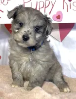 Mini Blue (video), a male Miniature Aussiedoodle for sale in Bloomfield, MO – Photo 6 of 7