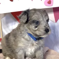 Mini Blue (video), a male Miniature Aussiedoodle for sale in Bloomfield, MO – Photo 4 of 7