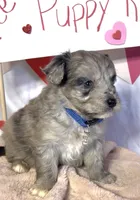 Mini Blue (video), a male Miniature Aussiedoodle for sale in Bloomfield, MO – Photo 4 of 7