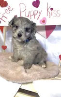 Mini Blue (video), a male Miniature Aussiedoodle for sale in Bloomfield, MO – Photo 7 of 7