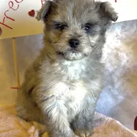 Mini Blue (video), a male Miniature Aussiedoodle for sale in Bloomfield, MO – Photo 1 of 7