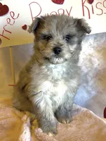 Mini Blue (video), a male Miniature Aussiedoodle for sale in Bloomfield, MO – Photo 1 of 7