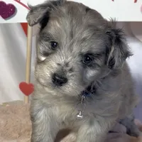 Mini Blue (video), a male Miniature Aussiedoodle for sale in Bloomfield, MO – Photo 3 of 7