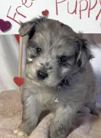 Mini Blue (video), a male Miniature Aussiedoodle for sale in Bloomfield, MO – Photo 3 of 7