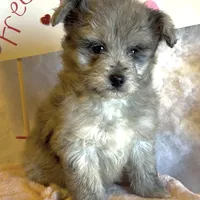 Mini Blue (video), a male Miniature Aussiedoodle for sale in Bloomfield, MO – Photo 2 of 7