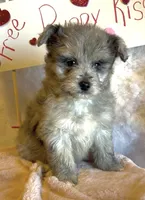 Mini Blue (video), a male Miniature Aussiedoodle for sale in Bloomfield, MO – Photo 2 of 7
