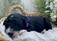 Onyx, a female Miniature Aussiedoodle for sale in Bloomfield, MO – 3 of 6