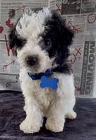 Jasper Video, a male Miniature Aussiedoodle for sale in Bloomfield, MO – 2 of 10