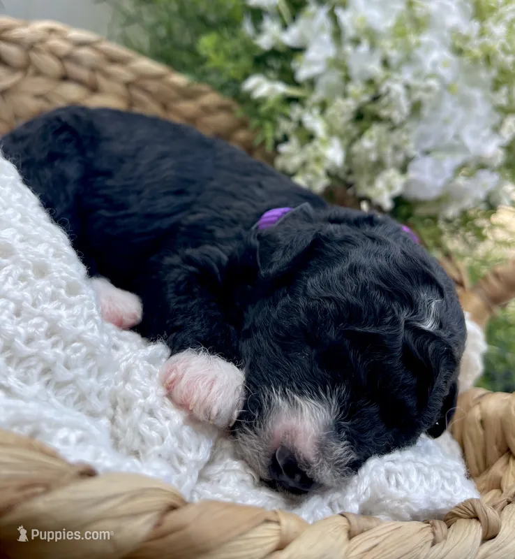 Onyx – Miniature Aussiedoodle puppy for sale in Bloomfield, MO