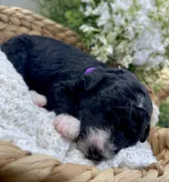 Onyx, a female Miniature Aussiedoodle for sale in Bloomfield, MO – 1 of 6