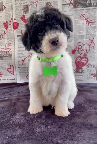 Jet (videos), a male Miniature Aussiedoodle for sale in Bloomfield, MO – 10 of 10
