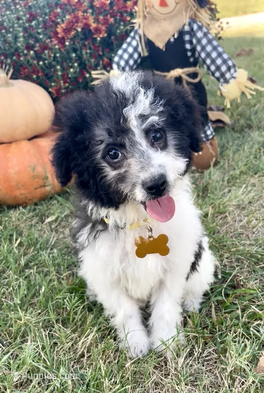 Ansley Video – Miniature Aussiedoodle puppy for sale in Bloomfield, MO