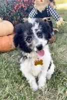 Ansley Video, a female Miniature Aussiedoodle for sale in Bloomfield, MO – 1 of 10