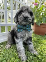 Maxwell, a male Goldendoodle for sale in Bloomfield, MO – Photo 4 of 6