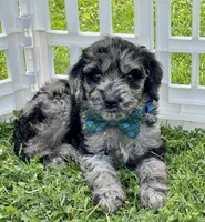 Maxwell, a male Goldendoodle for sale in Bloomfield, MO – Photo 1 of 6