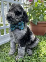 Maxwell, a male Goldendoodle for sale in Bloomfield, MO – Photo 2 of 6