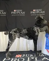 Maxwell, a male Goldendoodle for sale in Bloomfield, MO – Photo 5 of 6