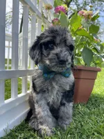 Maxwell, a male Goldendoodle for sale in Bloomfield, MO – Photo 3 of 6